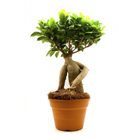 Ficus Giseng Bonsai