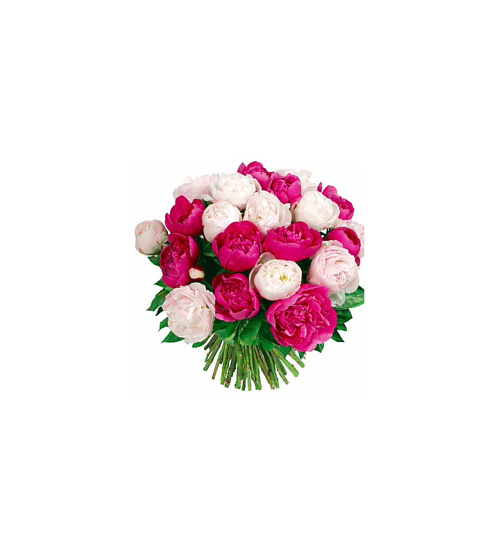 Pivoines Variées Pivoines Variées