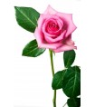 Rose Rose 