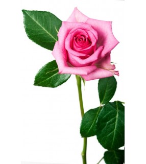 Rose Rose 
