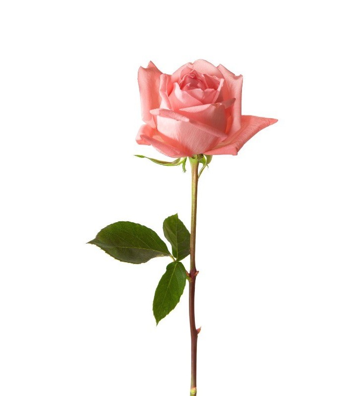 Rose Rose Pale